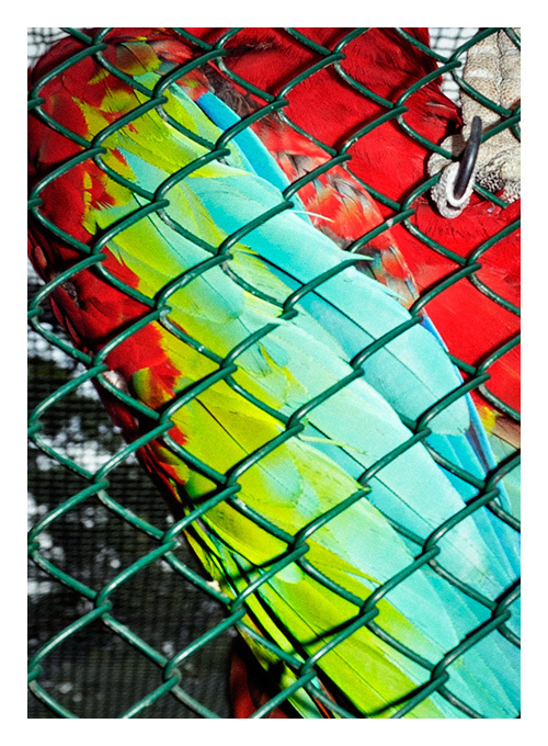 Every reform movement has a lunatic fringe #wind #fabric #link #color #photography #chain #parrot