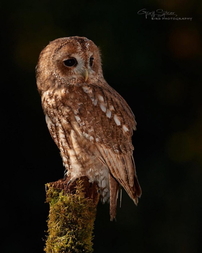#perfect_birds: Fantastic Birds Photography by Gary Spicer
