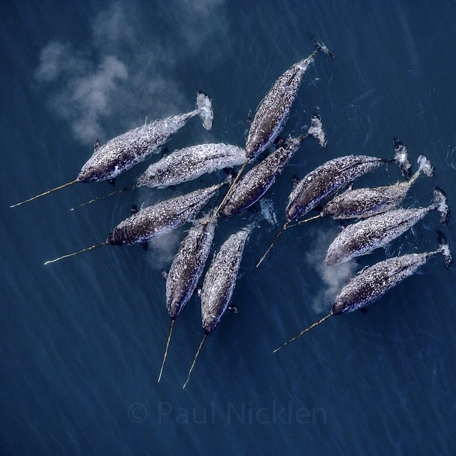 There are Unicorns out there. #narwhal #unicorns #sea #blue #whales
