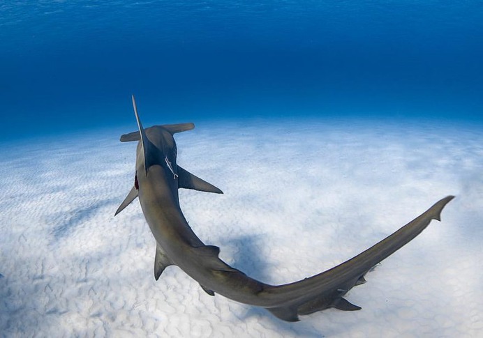 Handsome Underwater Photography by Jason Washington