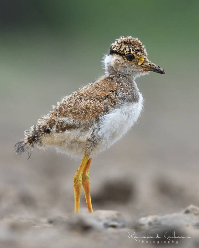Birds of India: Fantastic Bird Photography by Ramakant Kulkarni
