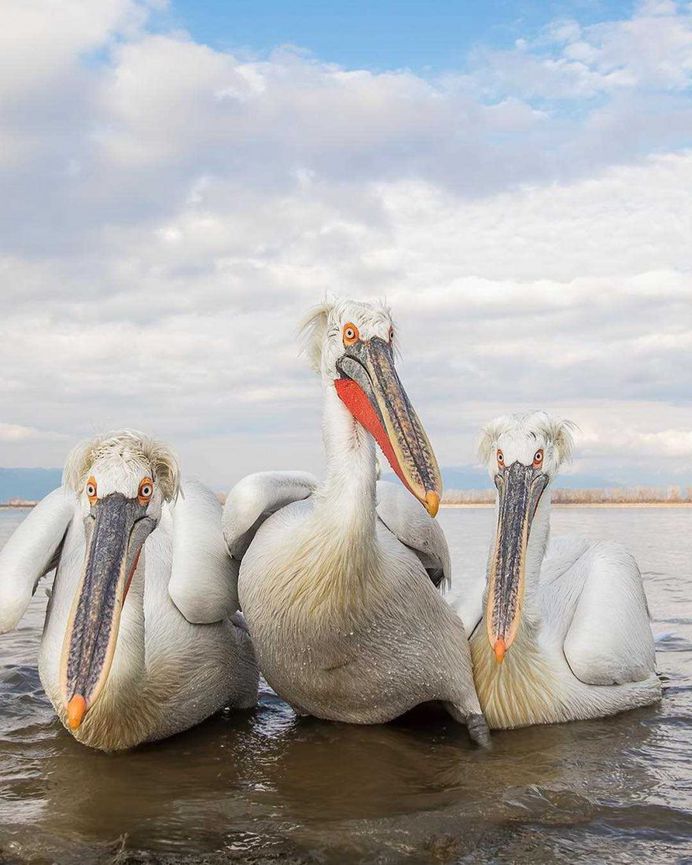 Sunil Gopalan Captures Striking Photos of Birds on Five Continents