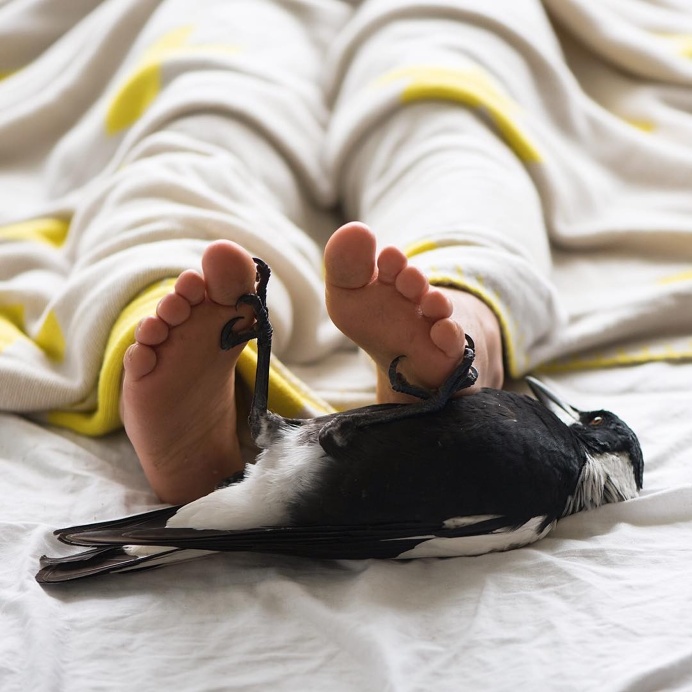 Penguin the Magpie: The Odd Bird With Its Own Instagram