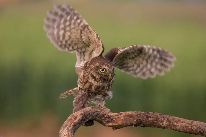 LITTLE OWL