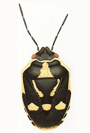 Cornelia Hesse-Honegger #cornelia #bug #insect #nuclear #honegger #hesse