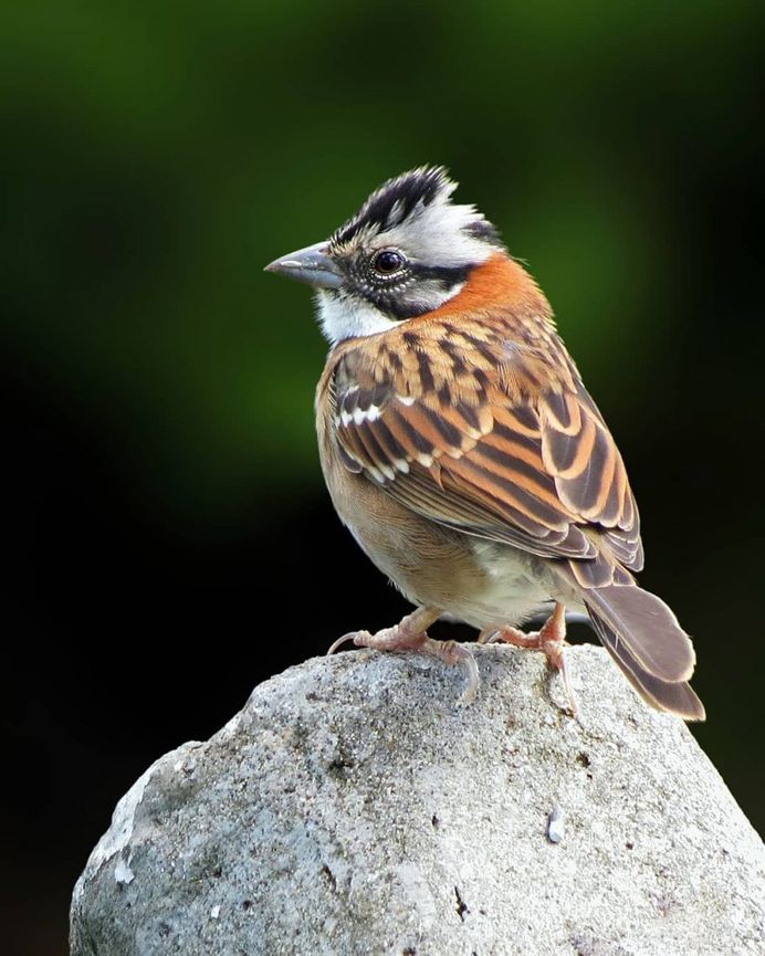 #kings_birds: Beautiful Bird Photography by Celso de Castro
