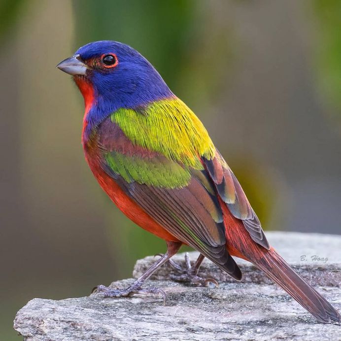 #your_best_birds: Creative Bird Photography by Bill Hoag