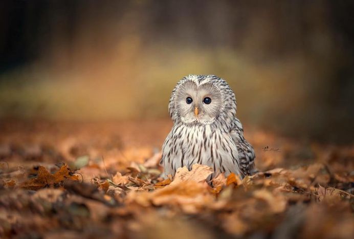 #owlsofinstagram: Adorable Owl Pictures by Tanja Brandt