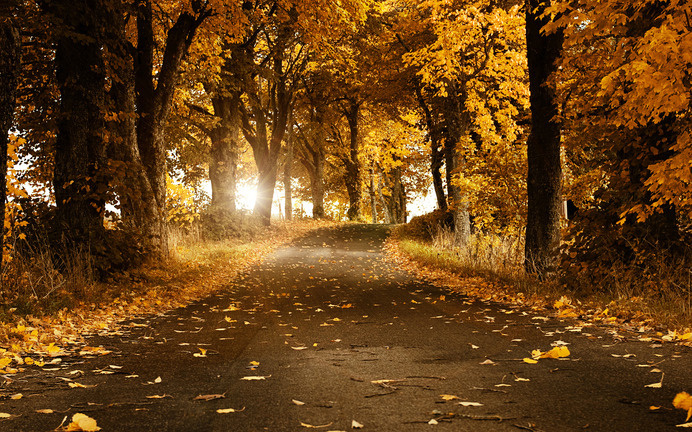Empty Forest Road #inspiration #photography #nature