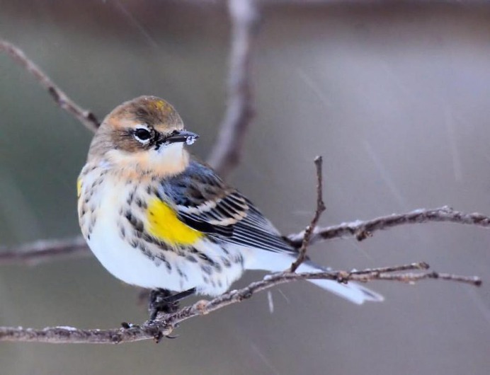 #nuts_about_birds: Beautiful Birds Photography by Shelia Rudesill