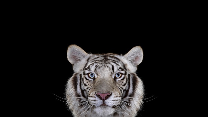 250003-photography-mammals-cat-tiger-simple_background-white_tigers-big_cats.jpg (2560×1440)