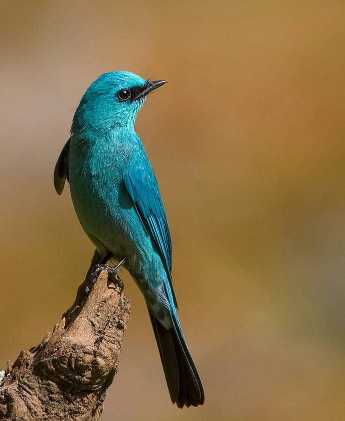 #bird_brilliance: Adorable Birds Photography by Vishal Monakar