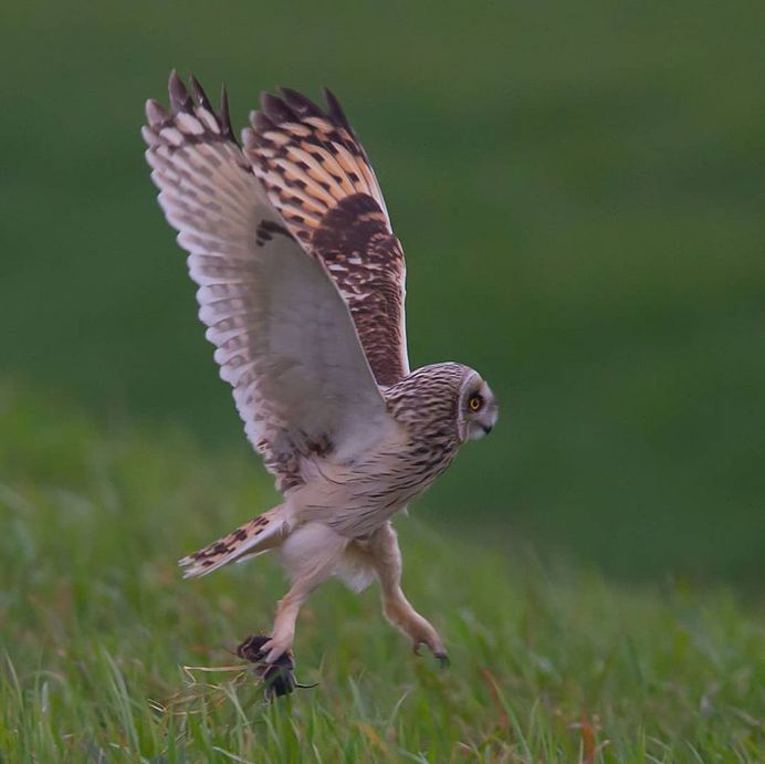 #only_raptors: Beautiful Birds of Prey Photography by Luciano Piazza