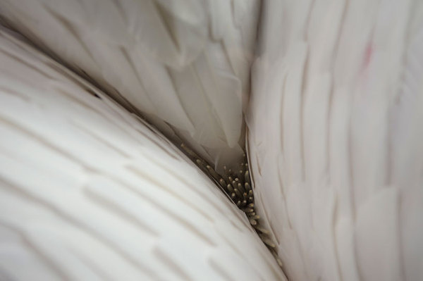 kate mccgwire: braided feather sculptures #feather