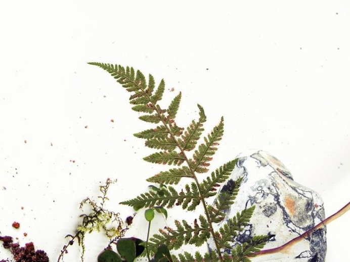 #botanical #poster #larabispinck #grow #growing #plants #photography #leaves #wood #forest #collection #graphicdesign #typography #poster #f