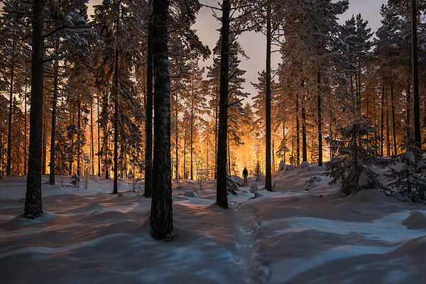 Between two worlds #flickr #worlds #snow #two #colossal #finds #photography #glow #mikko #lagerstedt #between #trees