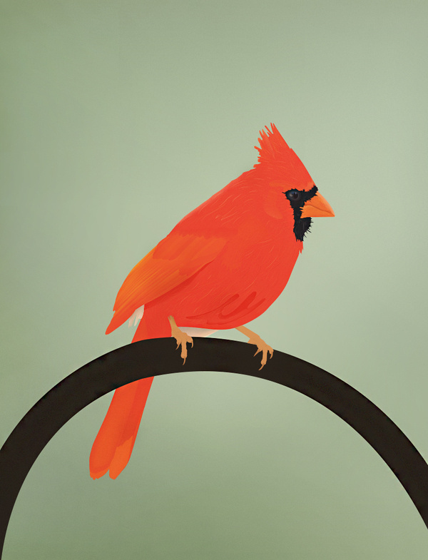 DesignersMX: The Cardinal by James Oconnell #illustration #animal #bird #canada #bright #colour #wild #fly #scene #cardinal #james oconnell