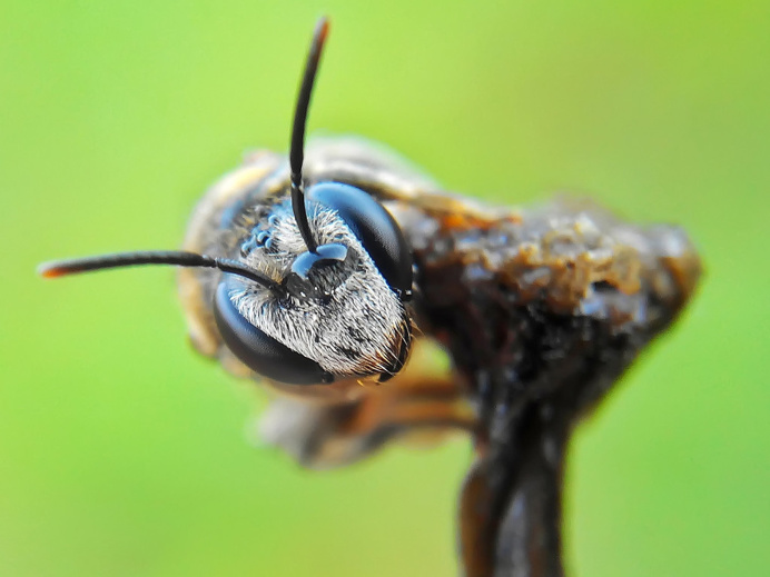 Stunning Macro Photography of Insects by Okqy Setiawan #macro #photography #insect