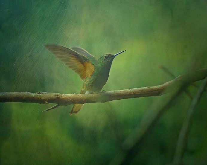 Texture, Background, Hummingbird, Bird, Animal, Nature