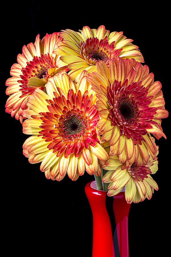 daisy painting & daisy paint by number #painting