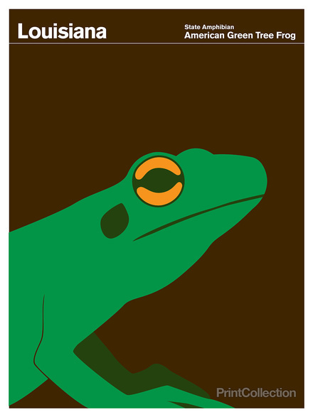 Louisiana #amphibian #brown #frog #green