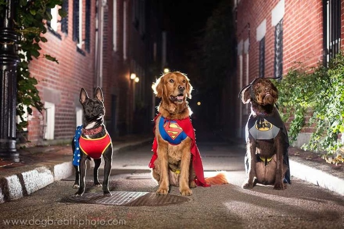 Expressive And Whimsical Portraits of Dogs by Kaylee Greer