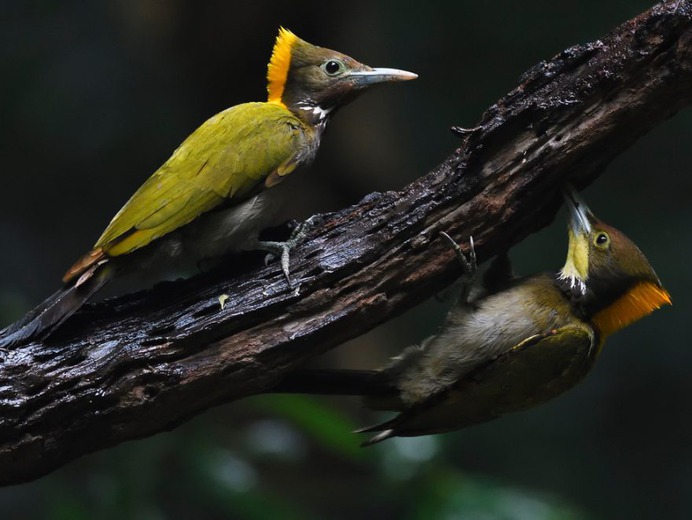 #kings_birds: Fascinating Bird Photography by Staffan Widstrand
