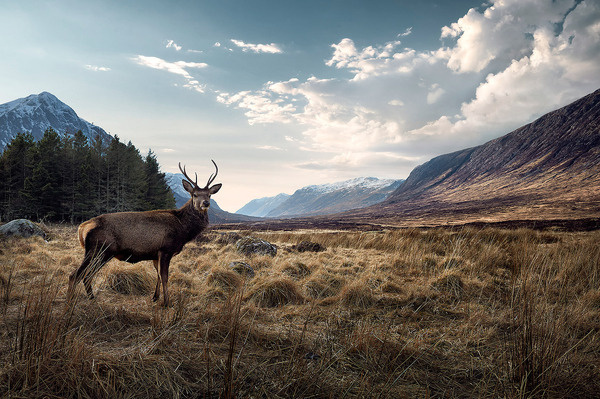 Scotland #deer #wildlife #buck #photography #nature #scotland