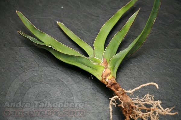 Sansevieria ES ES 22520, Bogenhanf, Specks Exotica #ansevieria #plant