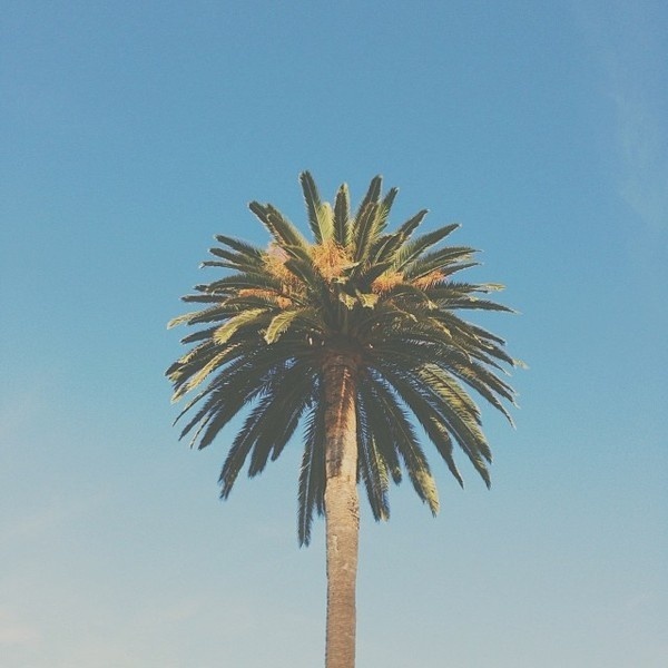 00ca3eb28b5b11e3b79f124cf866f5f4_8.jpg (640×640) #palm #california #tree #sky
