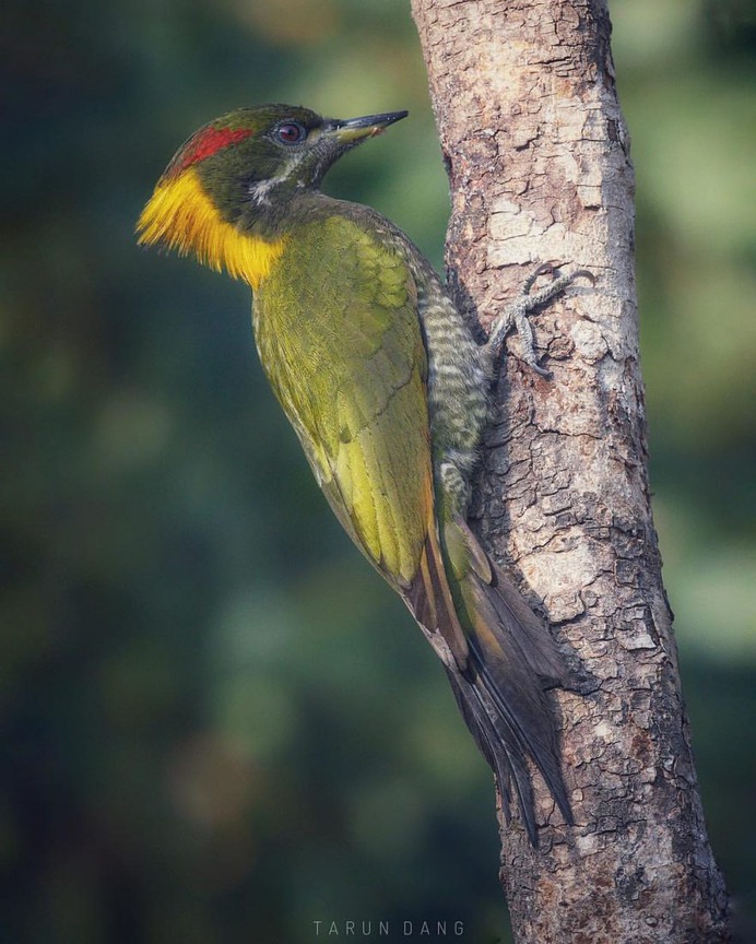 #birdsofinstagram: Beautiful Birds Photography by Tarun Dang