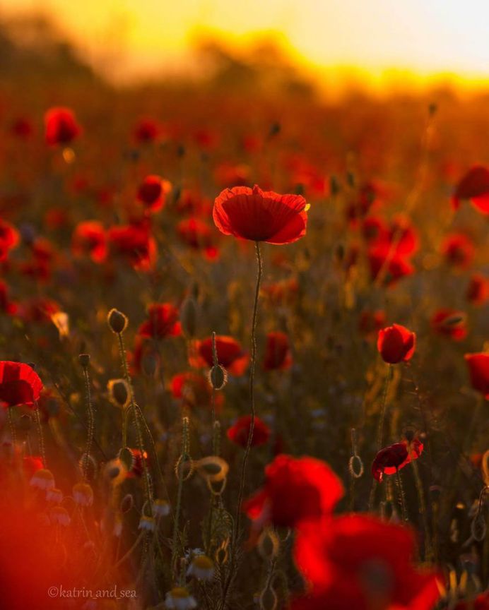 poppy field in the Crimea by Katrin