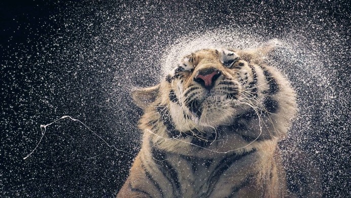 More Than Human - Tim Flach #tiger #photography #animals