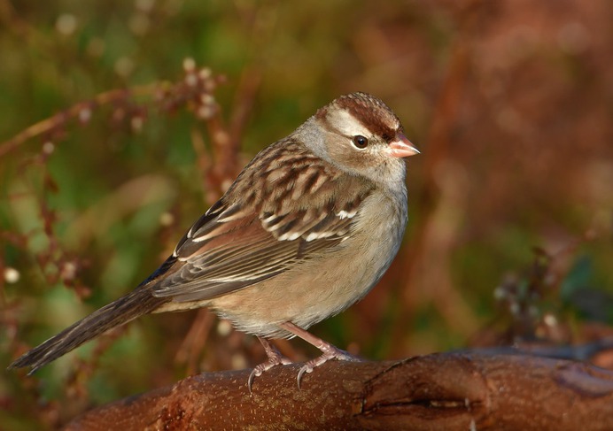 White-crowned Sparrow (leocophreys)