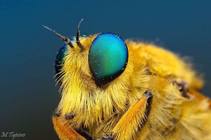 Insanely Detailed Macro Images of Insects by Mev Tapiero