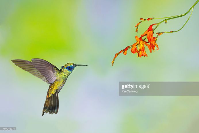 Hummingbird , Green Violetear : Stock Photo