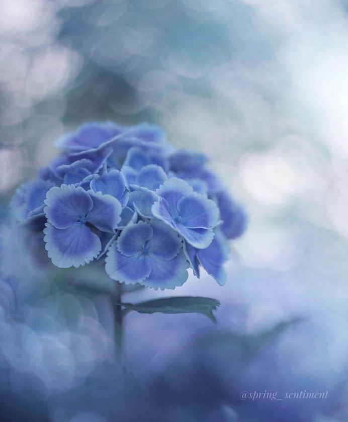 Hydrangeas have started blooming here by Noriko