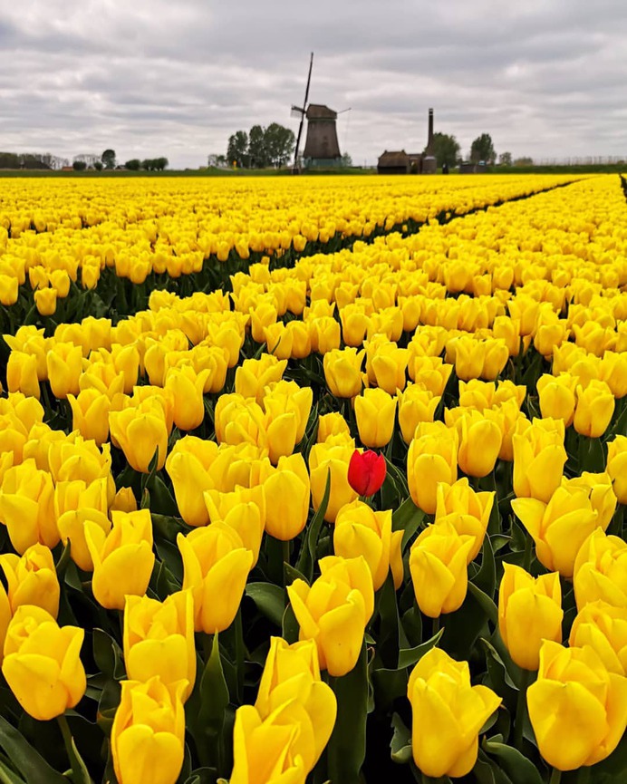 #pinktulips: Fantastic Flower Photography by Dirk Jan Piersma