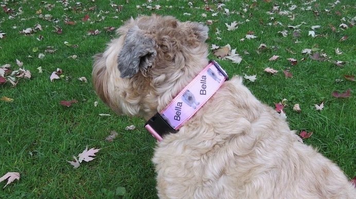 Design Your Own Dog Collar #tech #flow #gadget #gift #ideas #cool