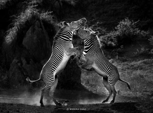 Wildlife Photography by Marina Cano » Creative Photography Blog #inspiration #wildlife #photography