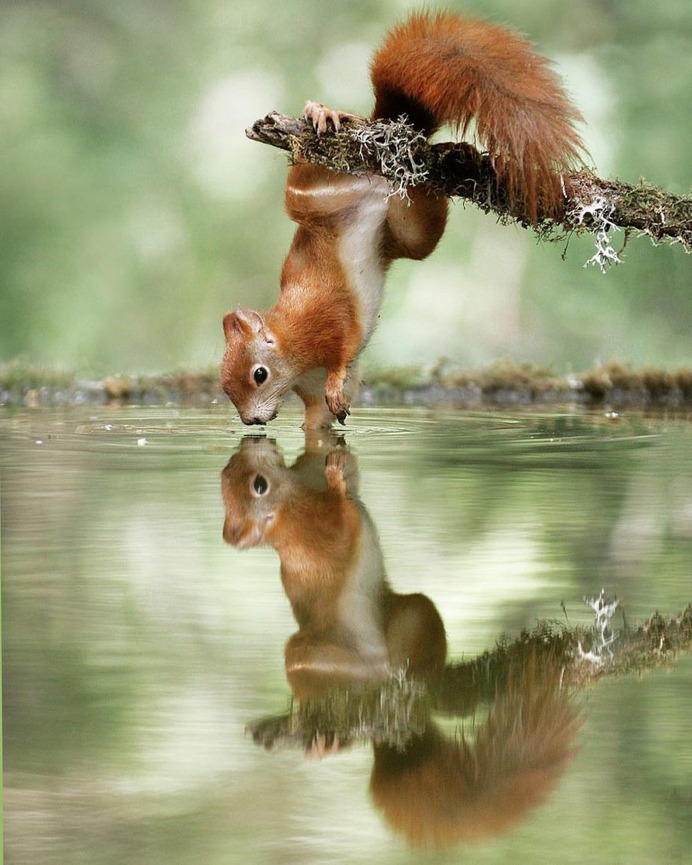 Amazing Wildlife Photos of European Squirrels by Julian Rad