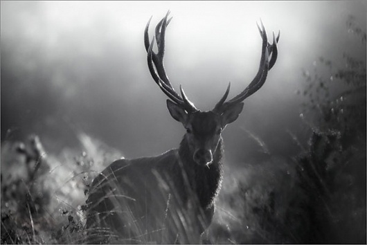 Eight Hour Day » Blog #wood #deer #photo