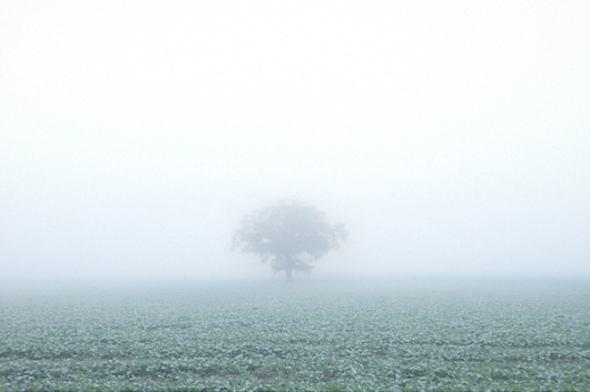 MIST on Photography Served #field #fog #tree