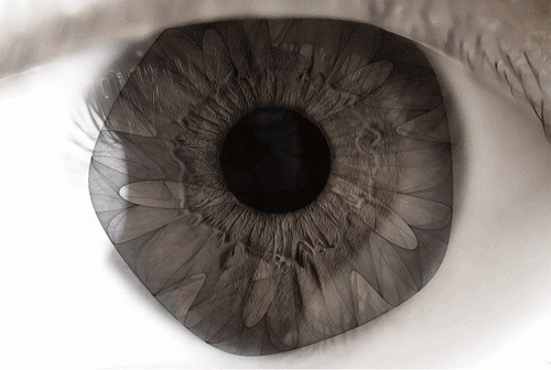 Complex Moves #eye #gif #iris