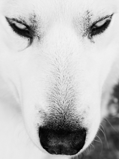 tokyo-bleep #wild #wolf #animal #white