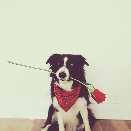 Hope you #rose #present #photography #animal #dog