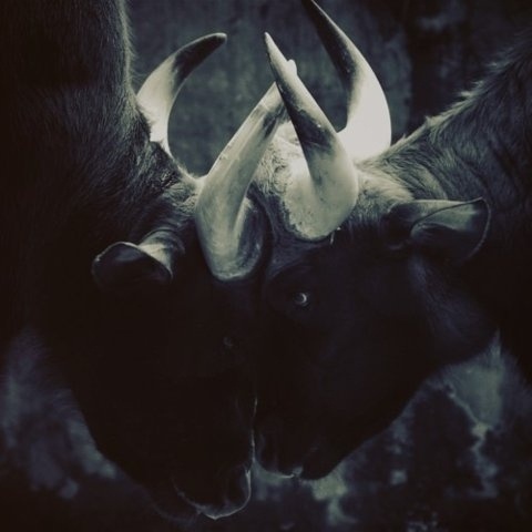 FFFFOUND! #photography #bull