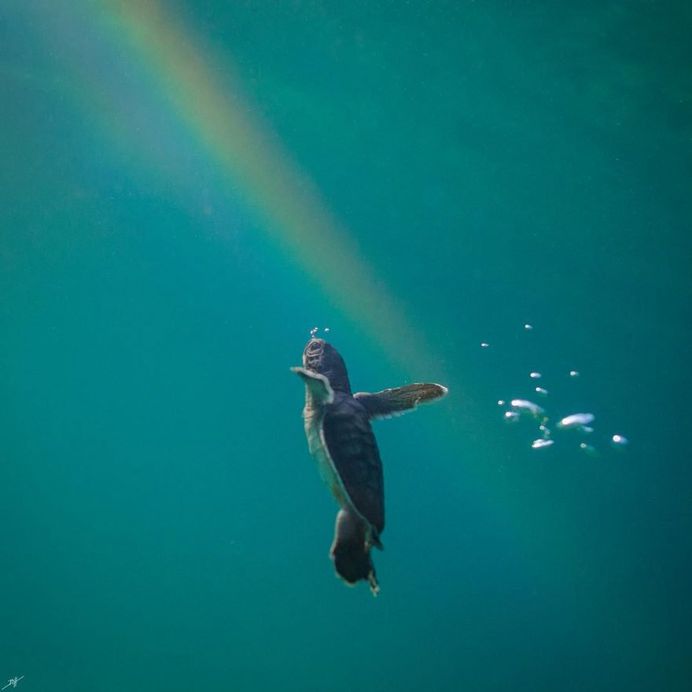 Striking Underwater Photography by Ben Hicks