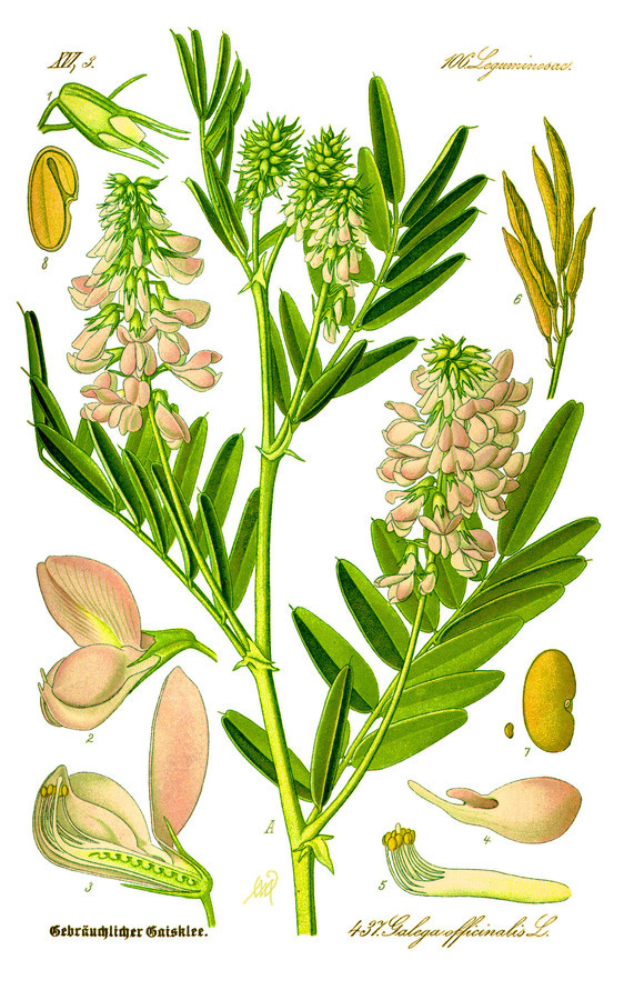 Illustration: Galega officinalis #wilhelm #flora #thom #biology #print #fauna #otto #dr #illustration #and