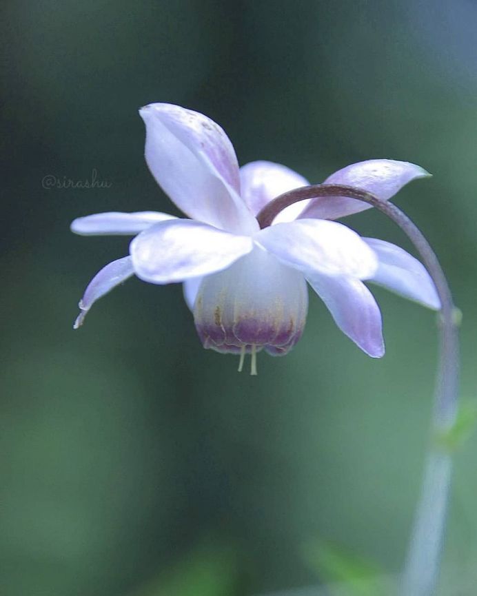 Beautiful Flowers Photography by Miyagawa Sirashu
